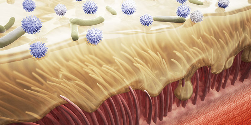 Optimal humidity aids mucociliary clearance Optimal humidity aids mucociliary clearance